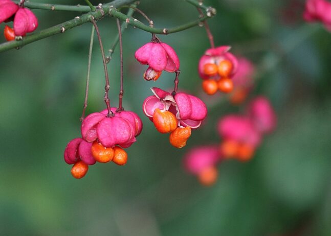 Euonymus