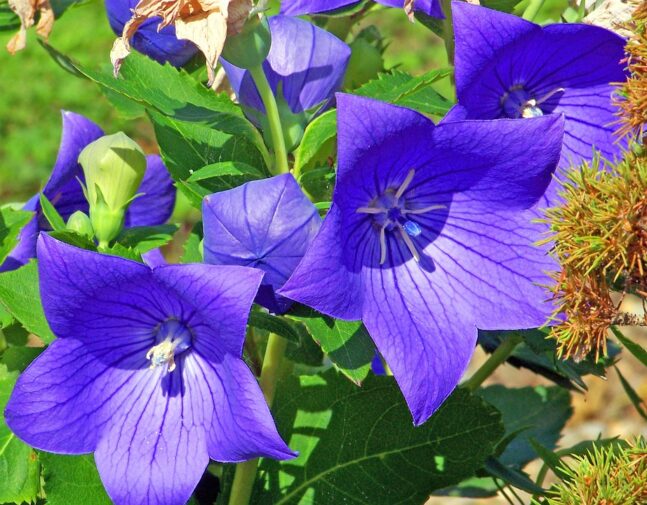 Platycodon